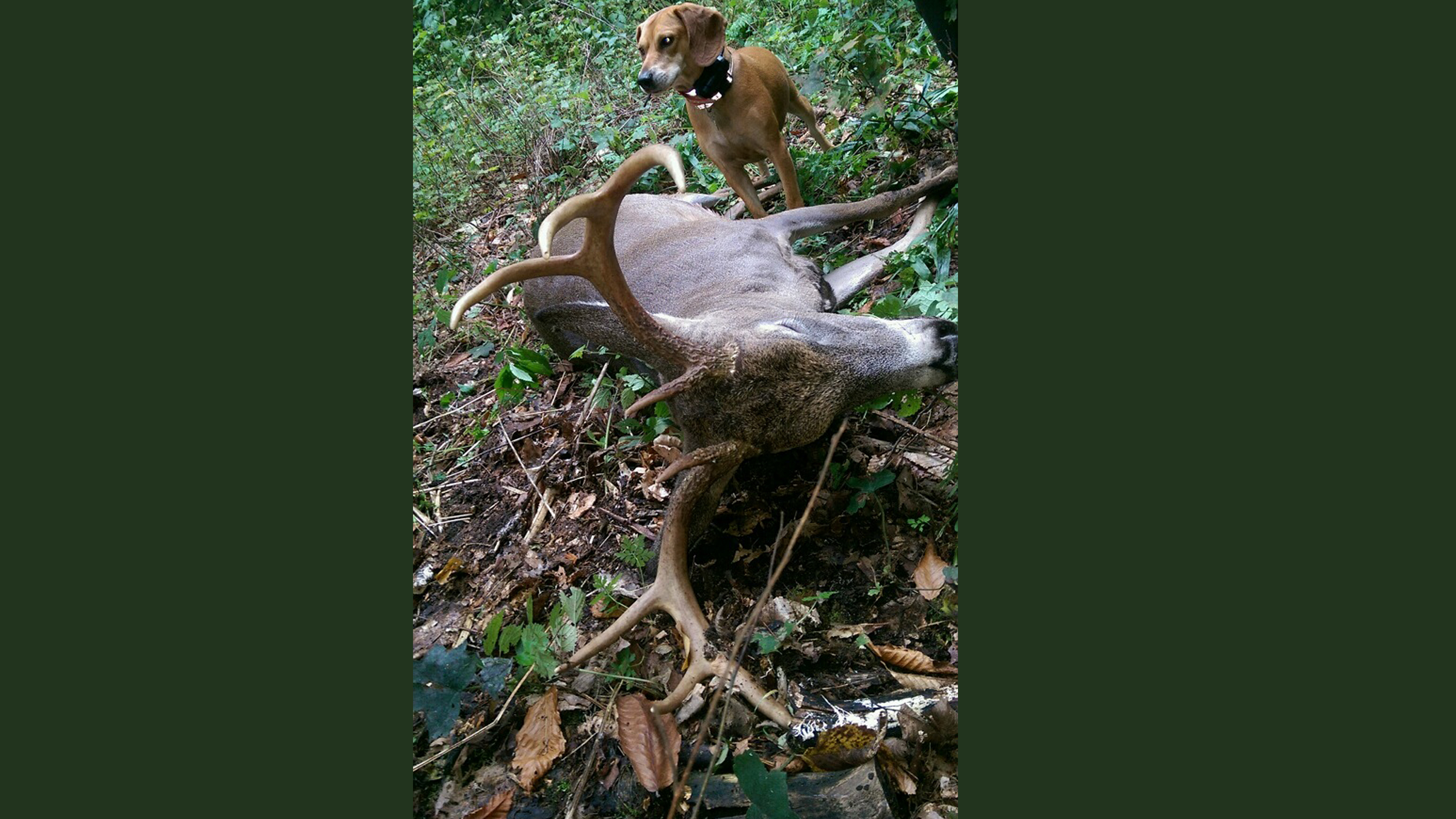 Stan TC Deer Dog Tracker tracking Youth Hunt